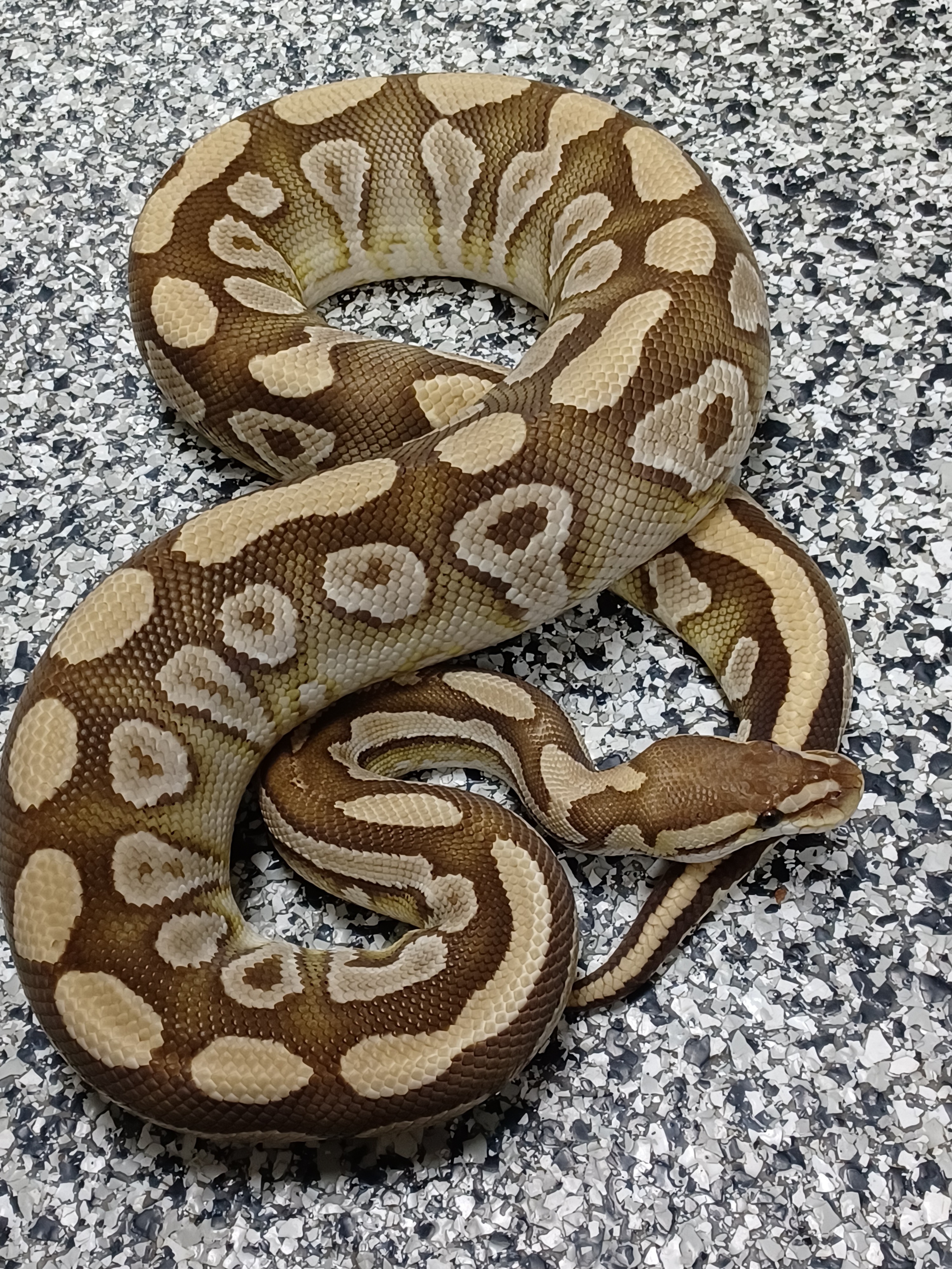 18-Mojave Crypton DH Ultramel/Caramel-M1