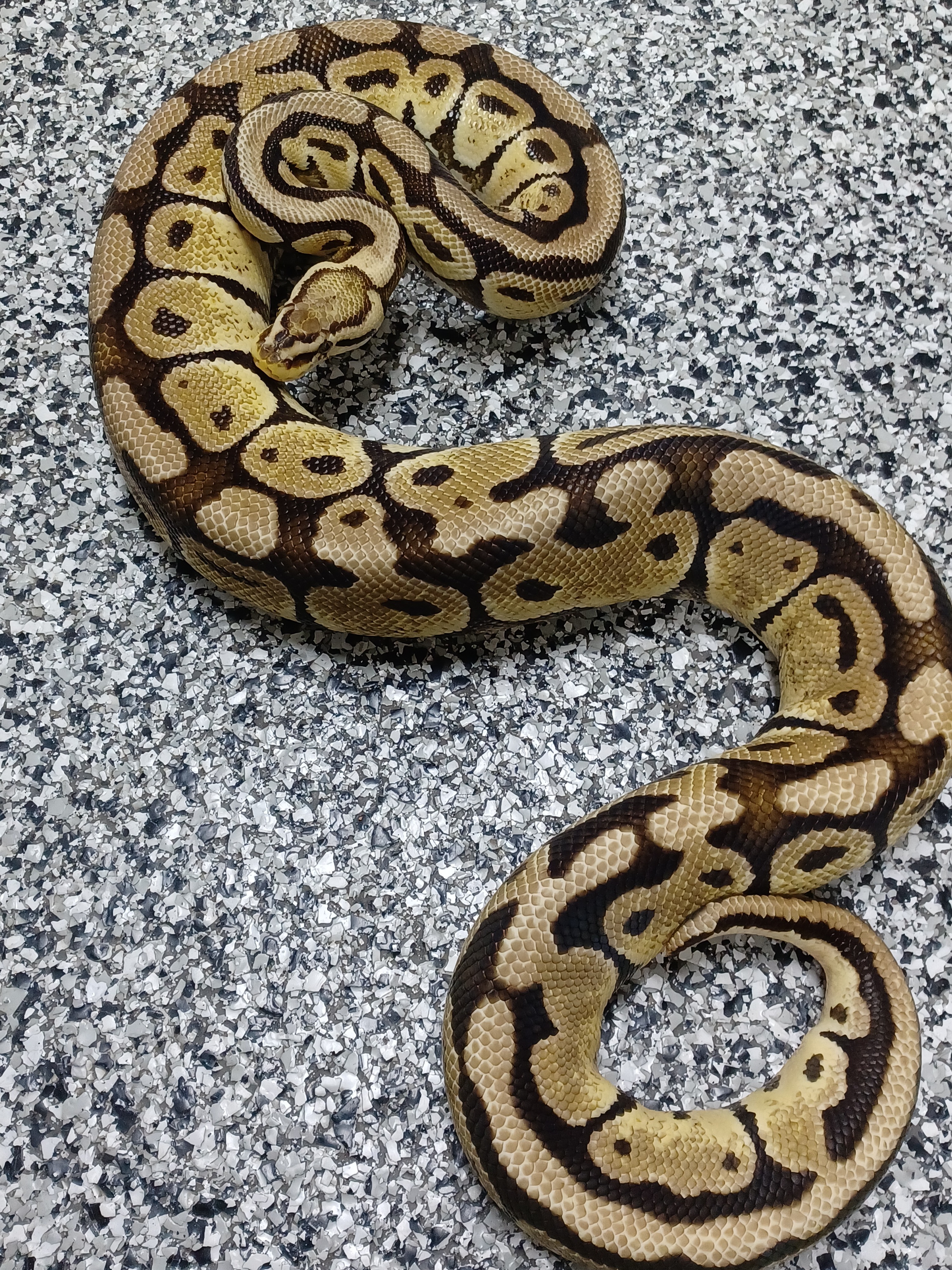 19-Pastel Vanilla Het Clown-F2