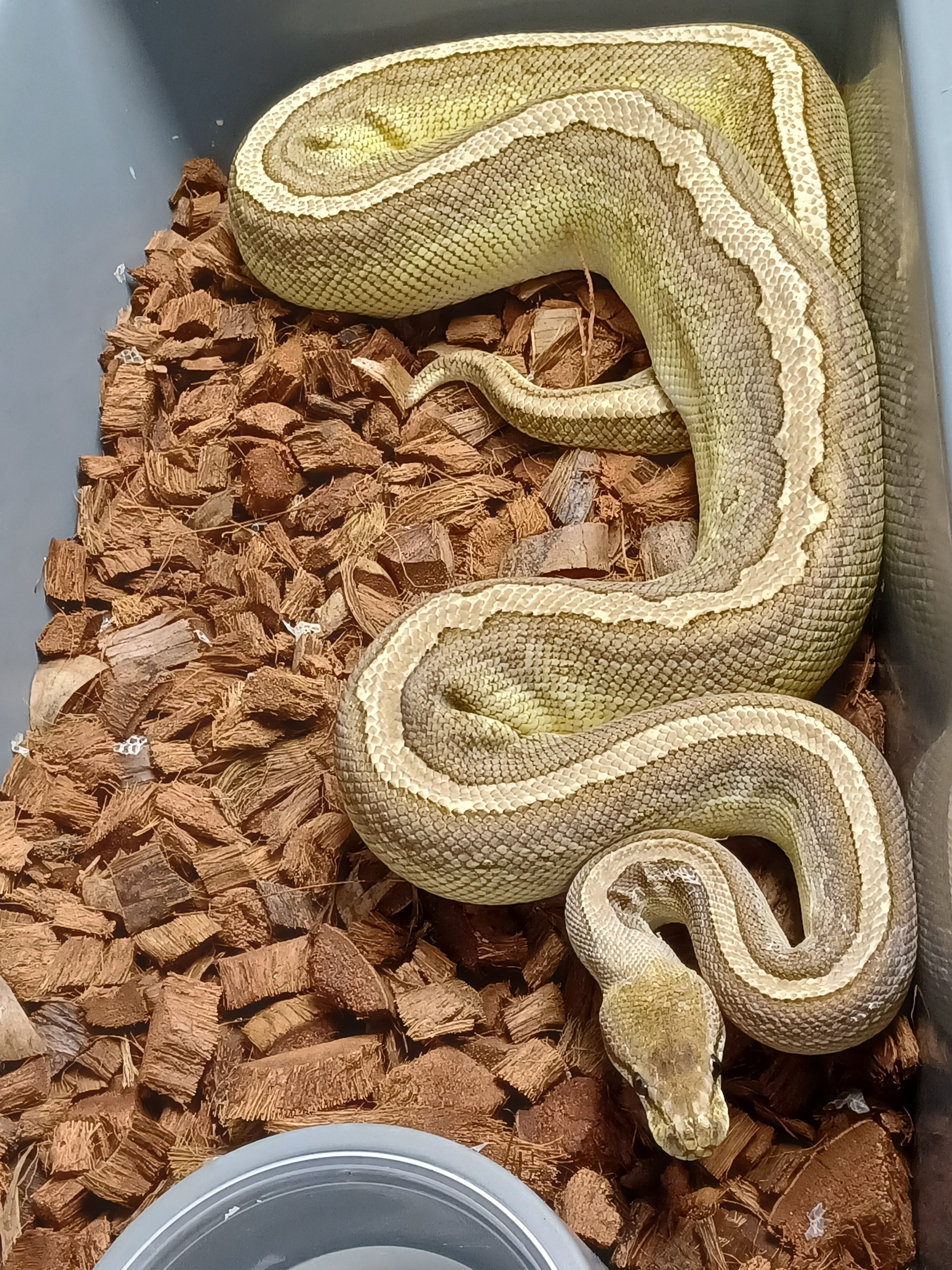 18-Lesser Cinnamon Pinstripe Het Clown-F1