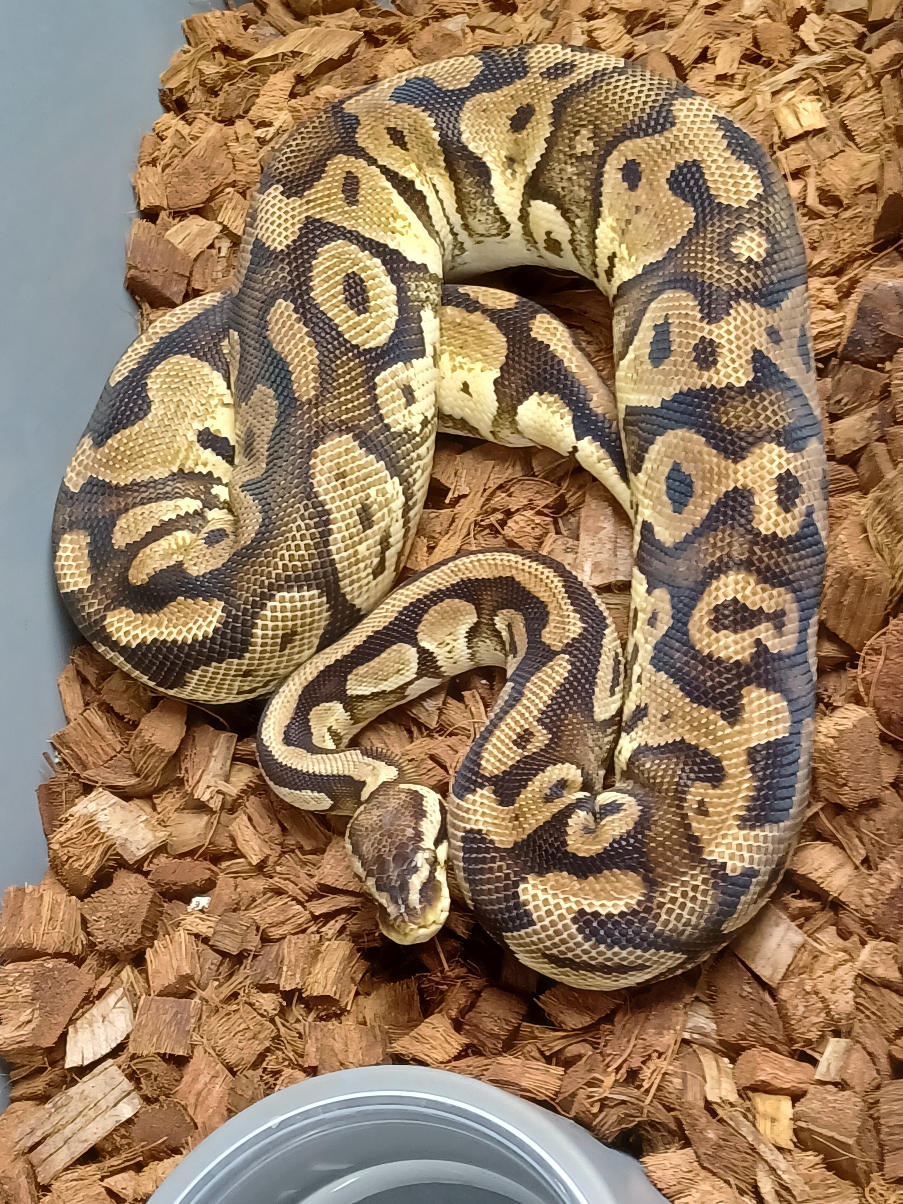 18-Pastel Het Pied-F1