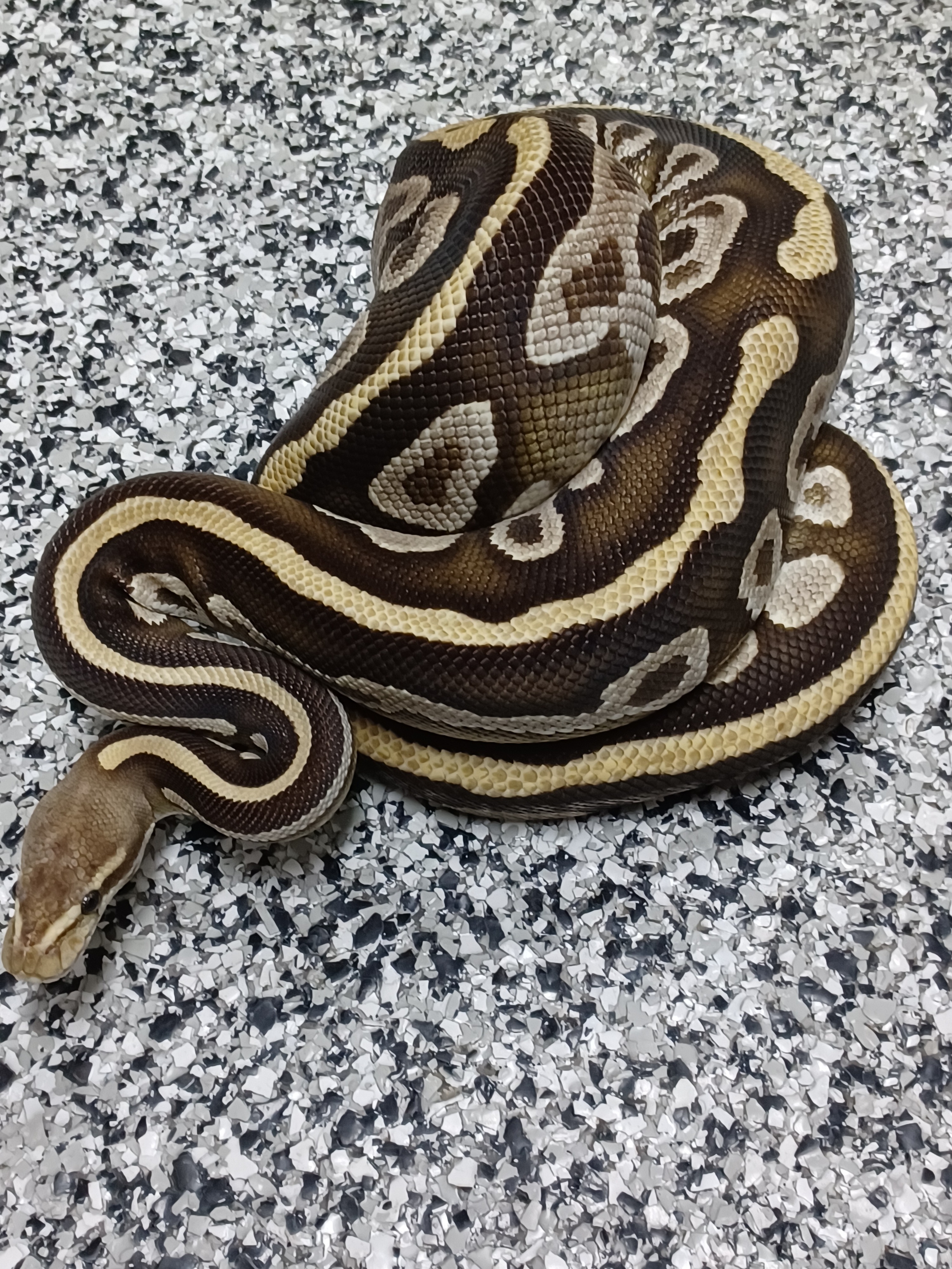 19-Cypress Mojave Leo YB-F1