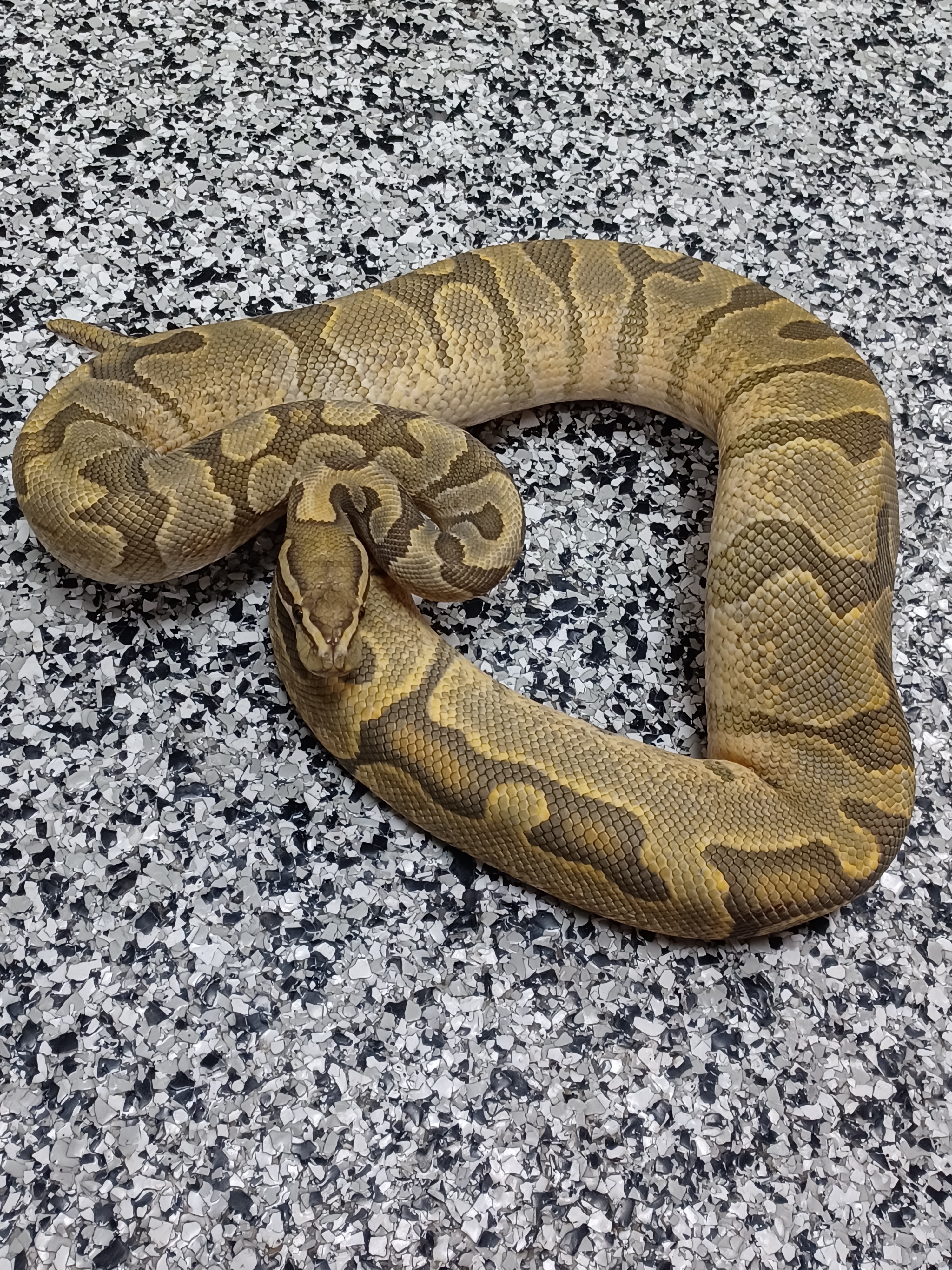 19-Enchi Hypo Het Pied-M1