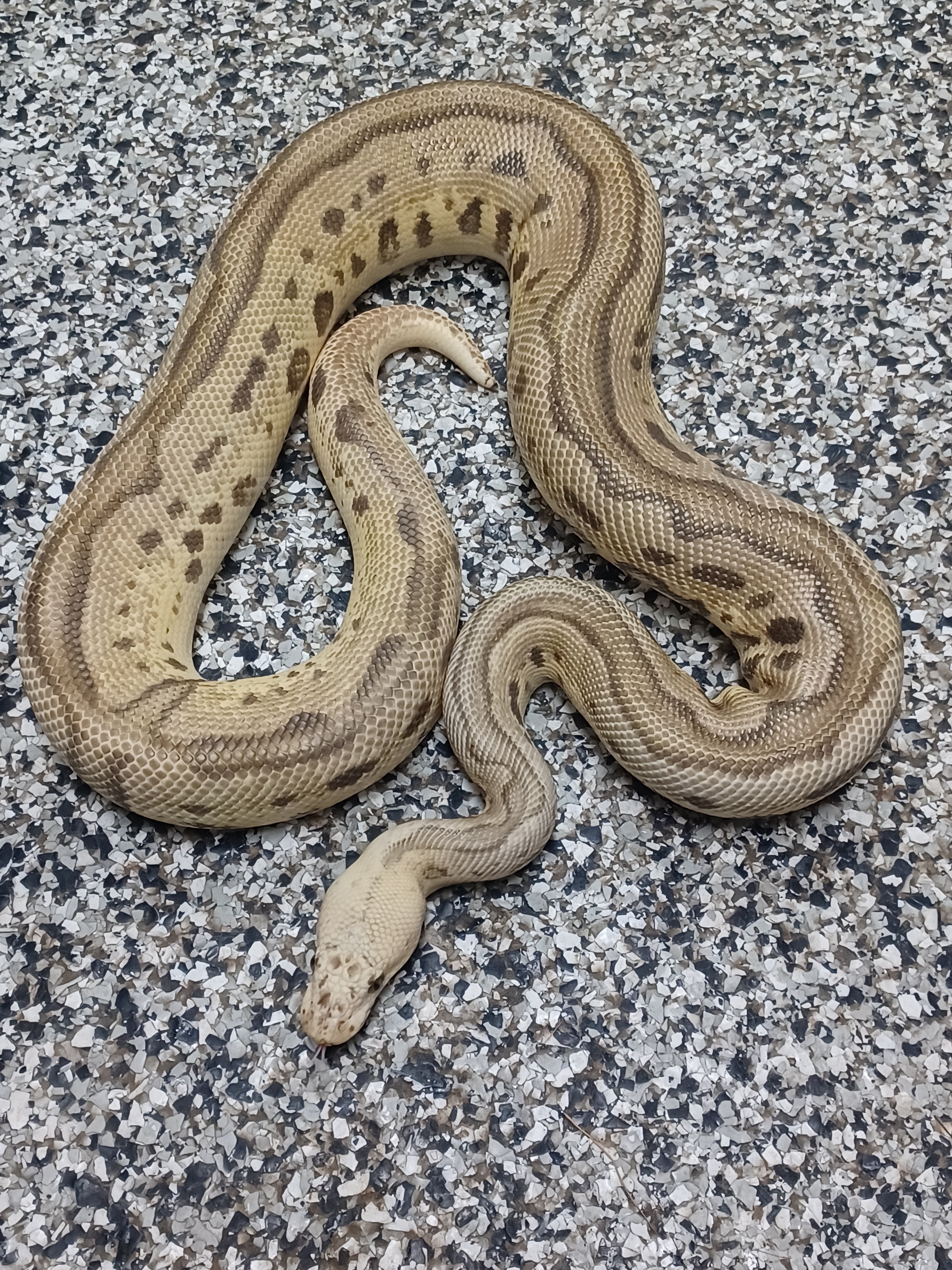 19-Firefly Leo Clown 50% Pied-M1