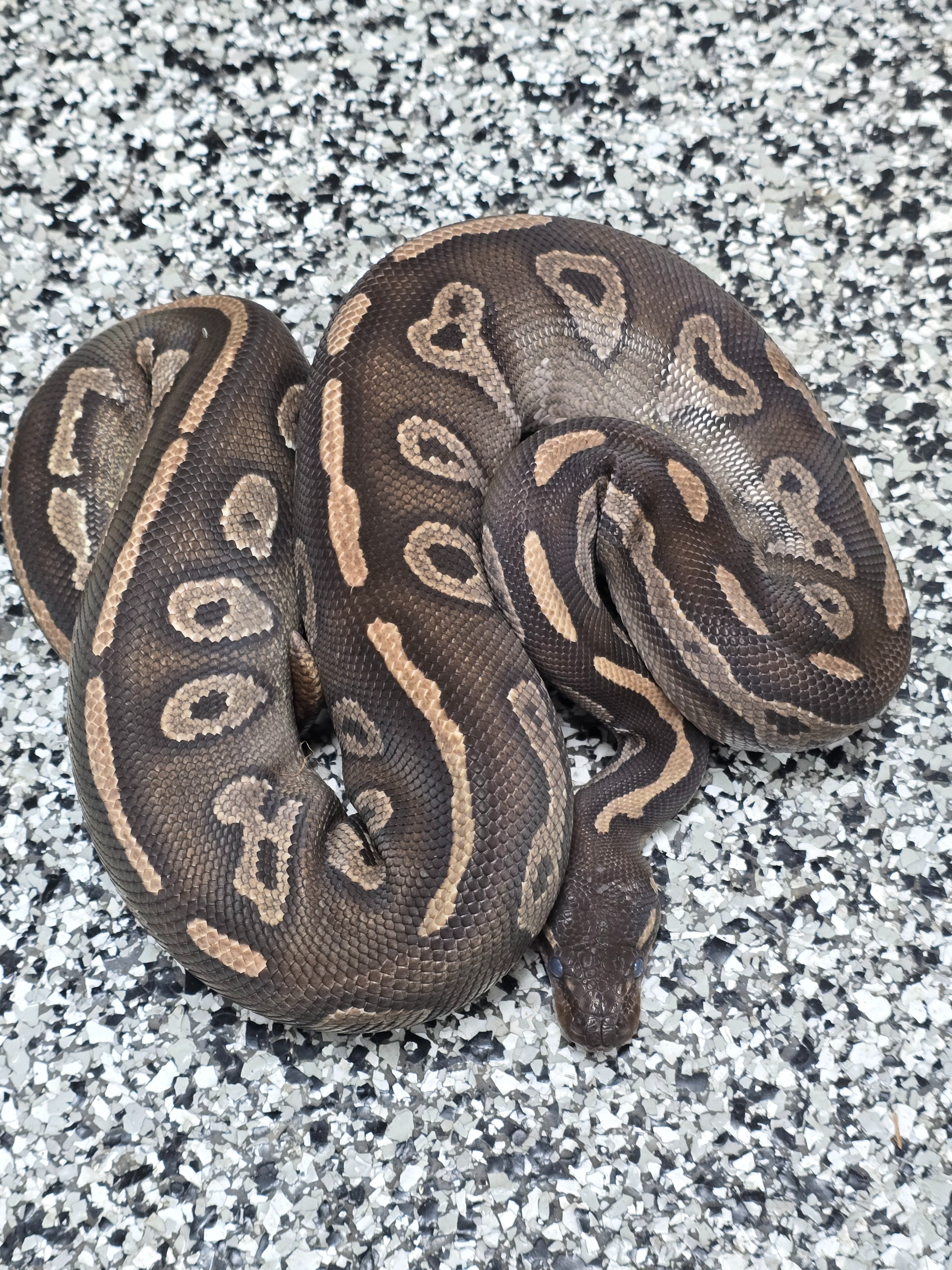 20-BH Mojave Het Ultramel-F1