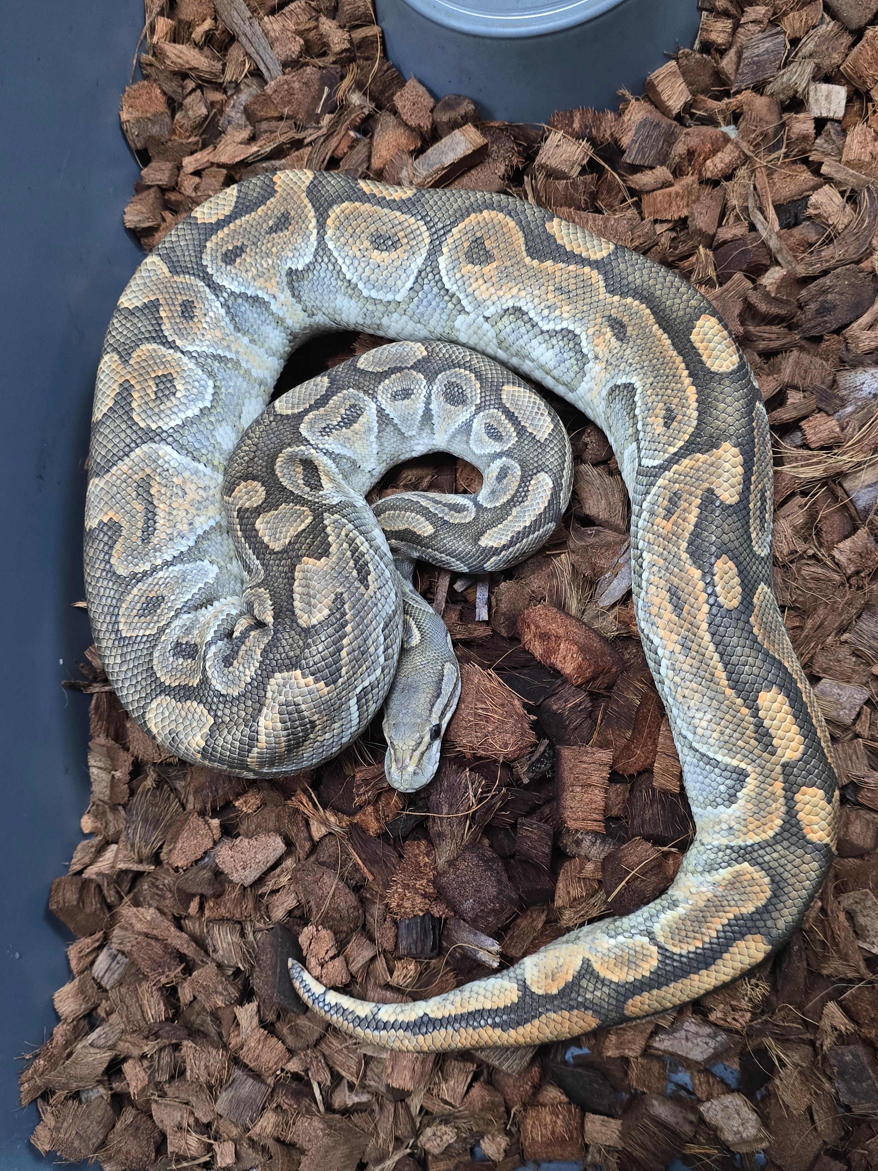 16-Cinnamon Enchi Hypo-F1