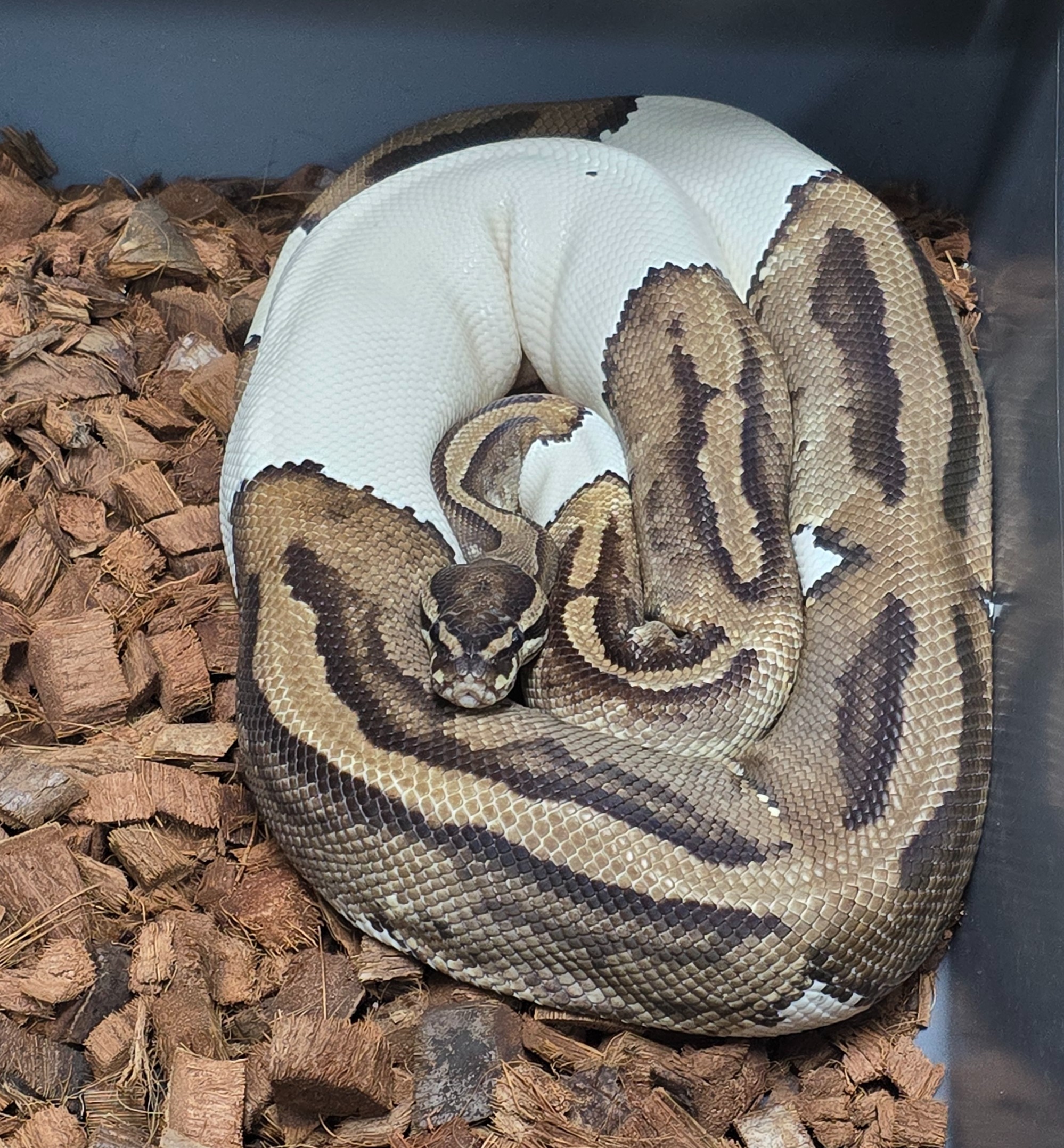 16-Pied Het MJ Axanthic-F1