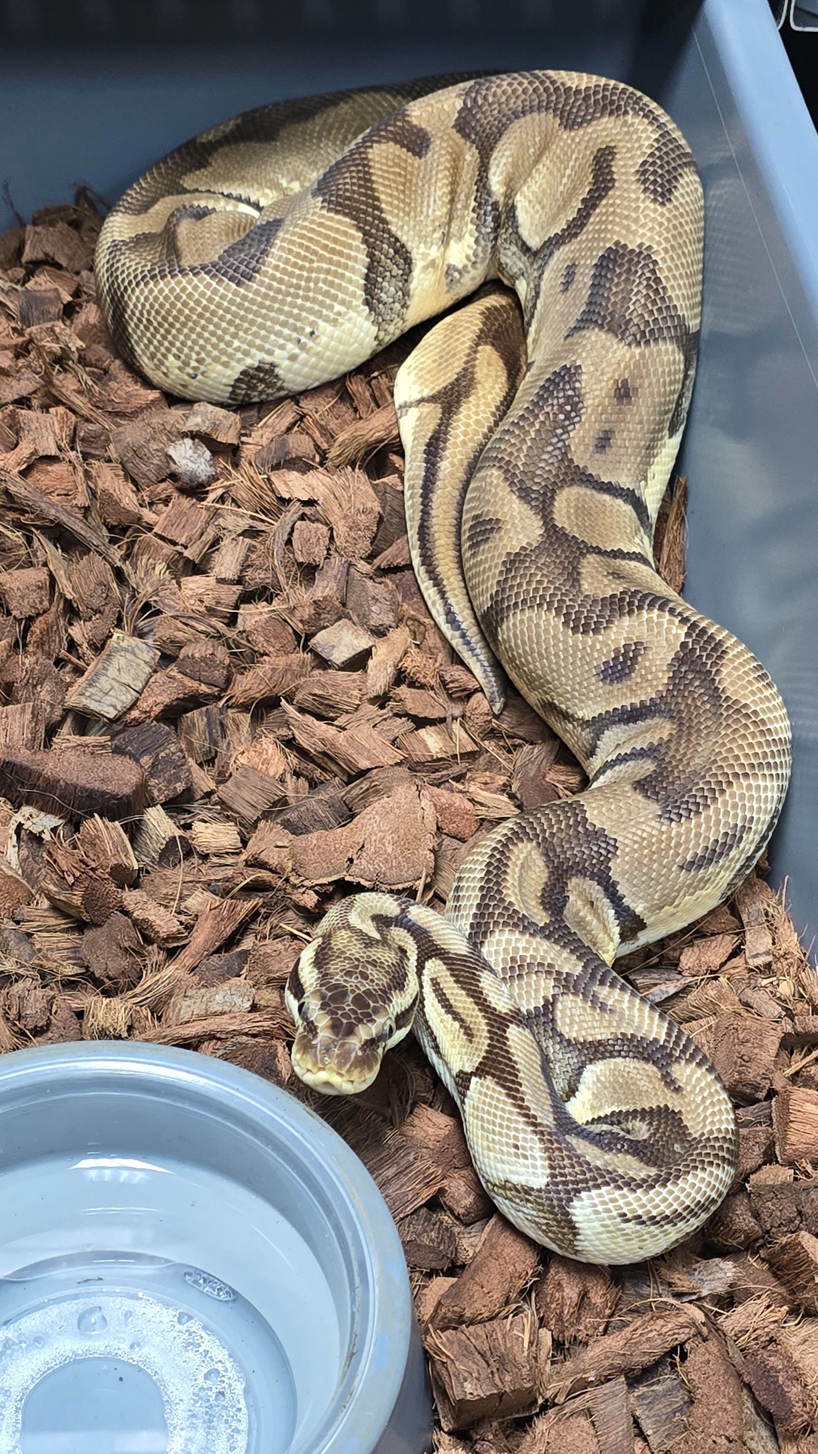 15-Pastel Enchi DH Dream-F1