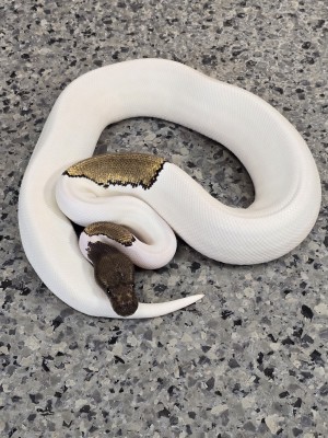 animal image