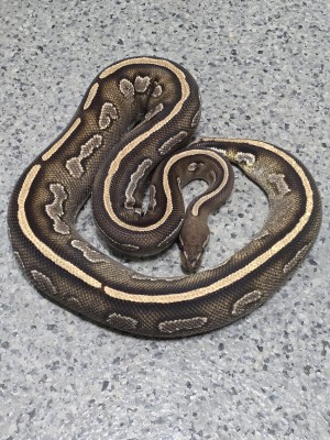 animal image