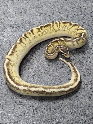 animal image