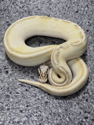 animal image