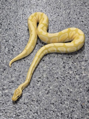 animal image