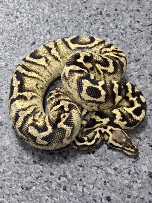 animal image