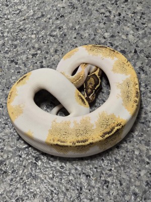 animal image