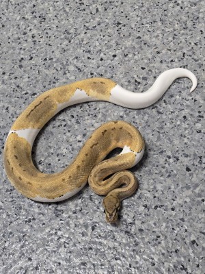 animal image