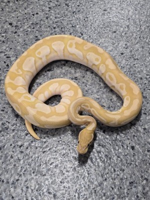 animal image
