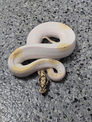 animal image