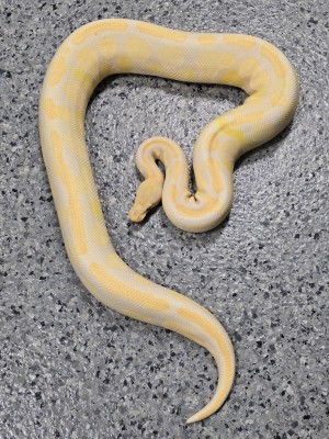animal image