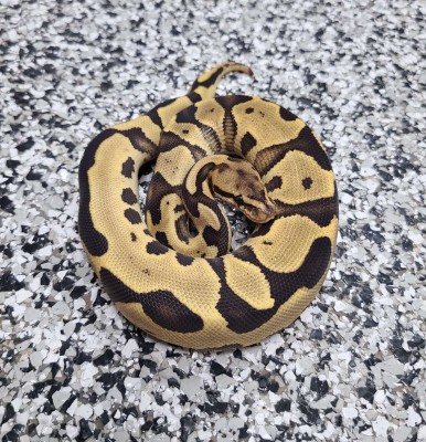animal image