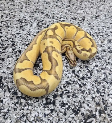 animal image