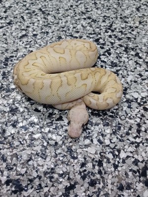 animal image