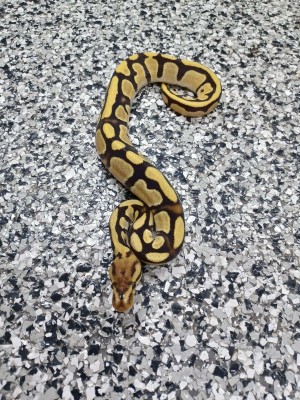 animal image