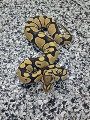 animal image