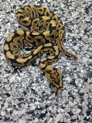animal image