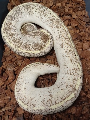 animal image