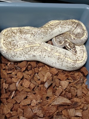 animal image
