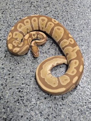 animal image