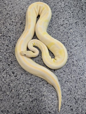 animal image