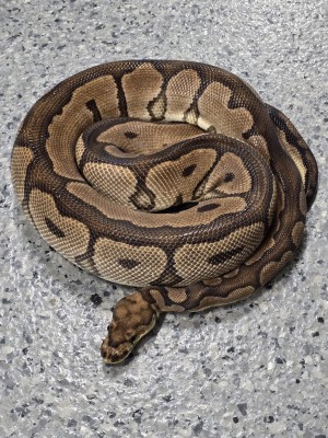 animal image