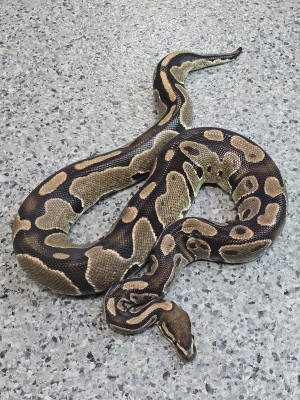 animal image
