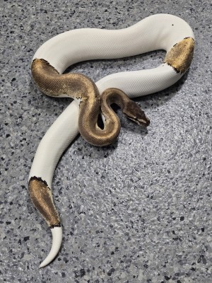 animal image