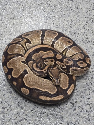 animal image