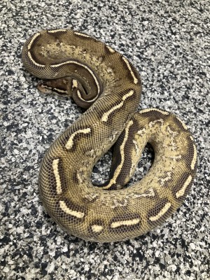 animal image