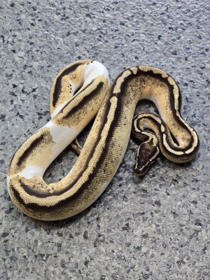 animal image