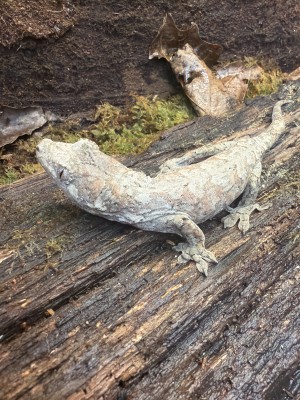 animal image