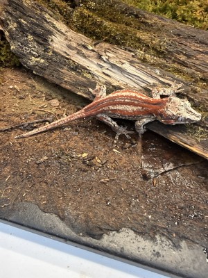 animal image