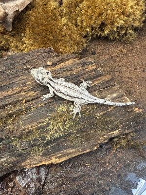 animal image