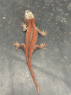 animal image