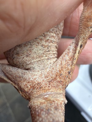 animal image