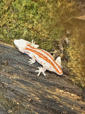 animal image