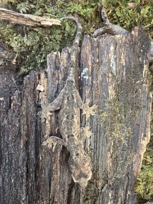 animal image