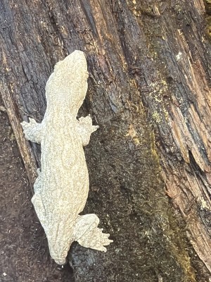animal image