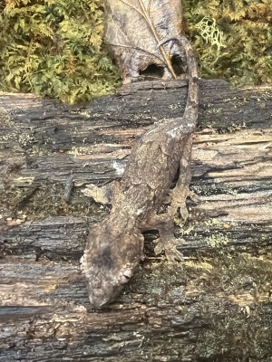animal image