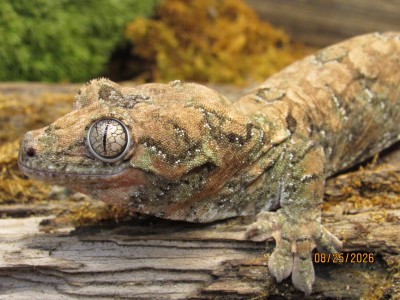 animal image