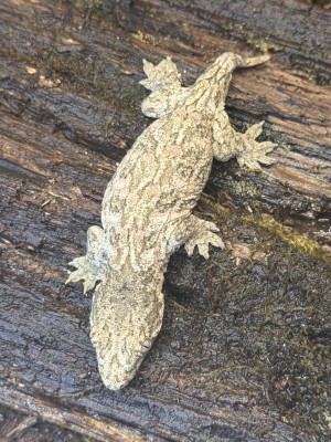 animal image