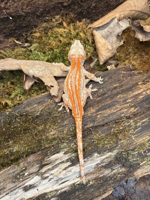 animal image
